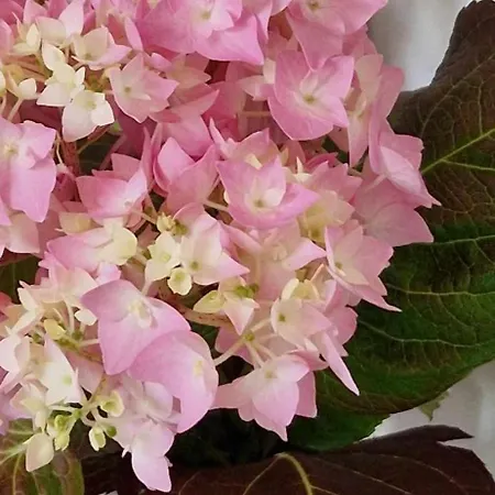 La Verriere Ferienhaus Cherbourg-en-Cotentin